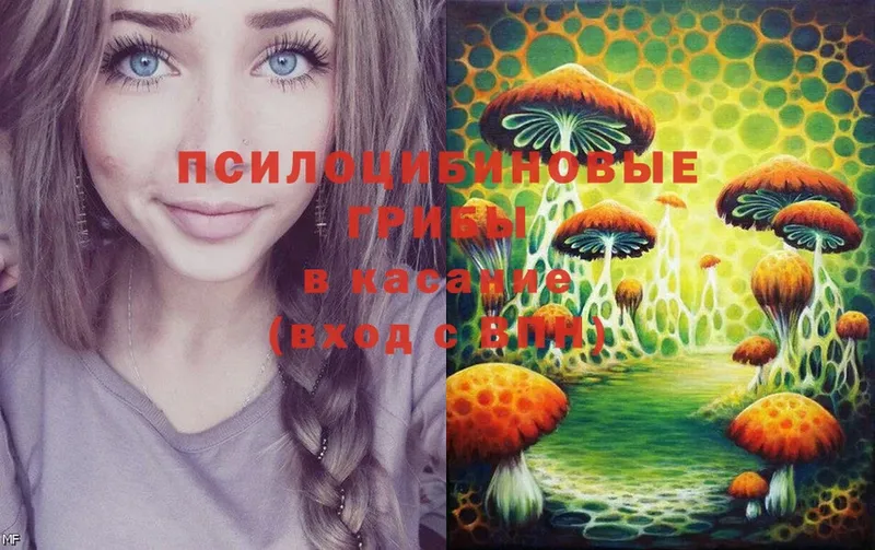 mega ссылка  продажа наркотиков  Арск  Псилоцибиновые грибы Psilocybe 